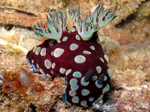 Nembrotha sp. 1 - Nembrotha sp. 1