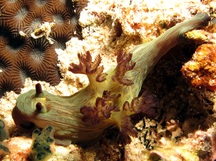 Nembrotha sp. 2 - Nembrotha sp. 2