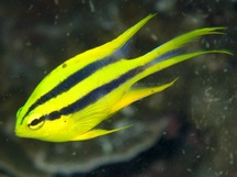 Black-and-Gold Damsel (Juvenile) - Neoglyphidodon nigroris