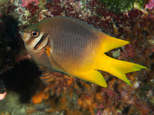 Black-and-Gold Damsel - Neoglyphidodon nigroris