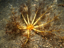 Neothyonidium sp. 1 - Neothyonidium sp. 1