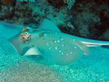 Coral Sea Maskray - Neotrygon trigonoides