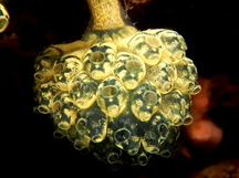 Stalked Sea Squirt - Nephtheis fascicularis