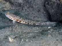 Orangespotted Goby - Nes longus