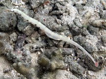 Network Pipefish - Corythoichthys flavofasciatus