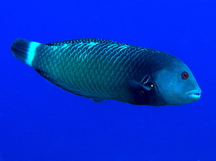Rockmover Wrasse - Terminal Phase - Novaculichthys taeniourus