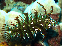 Rockmover Wrasse - Juvenile - Novaculichthys taeniourus