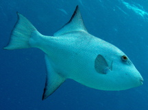 Ocean Triggerfish - Canthidermis sufflamen