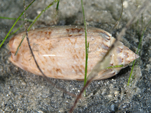 Netted Olive - Oliva reticularis