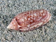 Netted Olive - Oliva reticularis