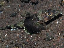 Spiny Flathead - Onigocia spinosa