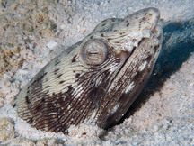 Spotted Snake Eel - Ophichthus ophis