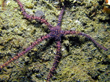 Variable Brittle Star - Ophiomastix variabilis