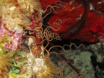 Crevice Brittle Star - Ophiopsila riisei