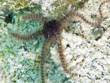 Oersted's Brittle Star - Ophiothrix oerstedii