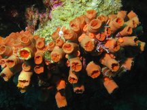 Orange Cup Coral - Tubastraea coccinea