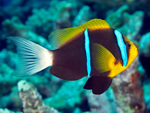 Orangefin Anemonefish - Amphiprion chrysopterus