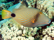 Orange-Lined Triggerfish - Balistapus undulatus