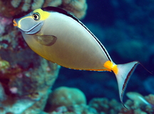 Orangespine Unicornfish - Naso lituratus
