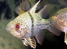 Orbicular Cardinalfish - Sphaeramia orbicularis