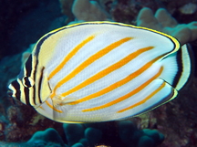 Ornate Butterflyfish - Chaetodon ornatissimus