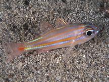 Orangespot Cardinalfish - Ostorhinchus rubrimacula