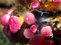 Overgrowing Tunicates - 