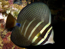 Pacific Sailfin Tang - Zebrasoma velifer