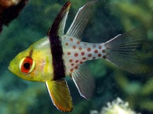 Pajama Cardinalfish - Sphaeramia nematoptera