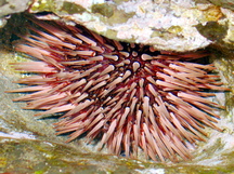 Pale Rock-Boring Urchin - Echinometra mathaei