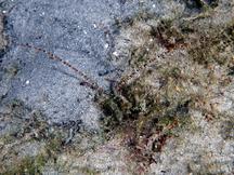 Palp Worm - 