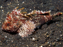 Longspined Waspfish - Paracentropogon longispinis