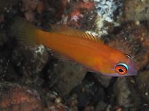 Yellowfin Flasher Wrasse - Paracheilinus flavianalis