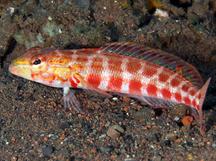 Diagonal Sandperch - Parapercis diagonalis