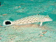 Speckled Sandperch - Parapercis hexophtalma