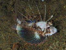 Gurnard Lionfish - Parapterois heterura