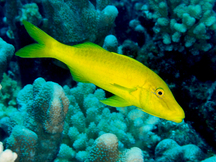 Goldsaddle Goatfish - Parupeneus cyclostomus