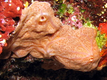 Peach Encrusting Sponge - Clathria sp.