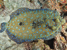 Peacock Flounder - Bothus lunatus