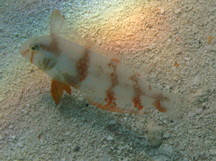 Pearly Razorfish - Juvenile - Xyrichtys novacula