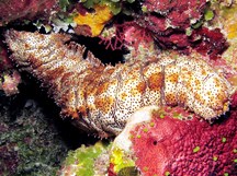 Graeffe's Sea Cucumber - Pearsonothuria graeffei