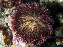 Pebble Collector Urchin - Pseudoboletia indiana