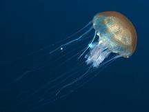 Warty Jellyfish - Pelagia noctiluca