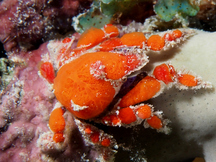 Southern Teardrop Crab - Pelia rotunda