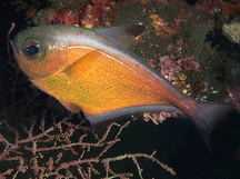 Vanikoro sweeper - Pempheris vanicolensis