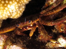 Blue-Eyed Rock Crab - Percnon affine