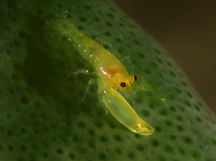 Periclimenaeus storchi - Periclimenaeus storchi