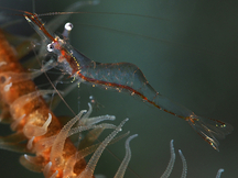 Iridescent Shrimp - Periclimenes iridescens