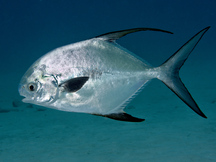 Permit - Trachinotus falcatus