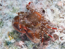 Charming Porcelain Crab - Petrolisthes amoenus